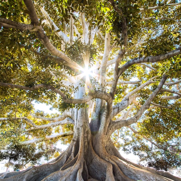 Sunlight through tree branches, representing growth and hope in therapy