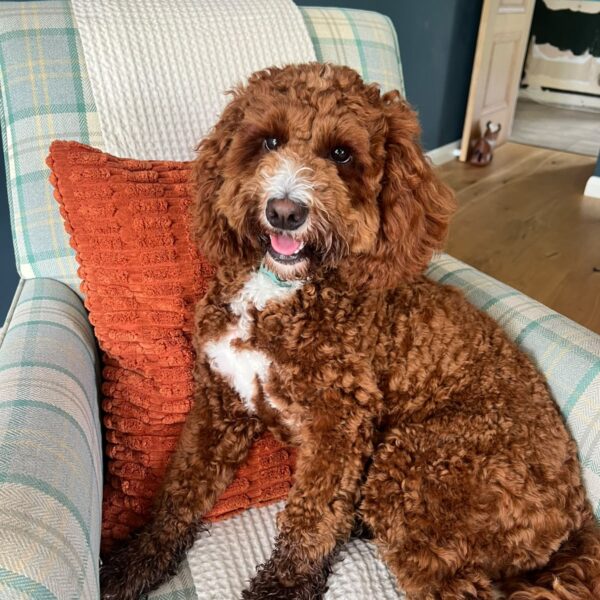 Lola, the Inner Space practice puppy, sitting on a chair